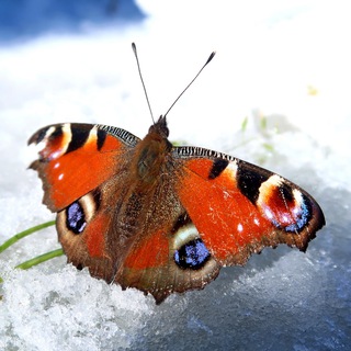 Логотип @travel_sakhalin - Душа Походника | Сахалин