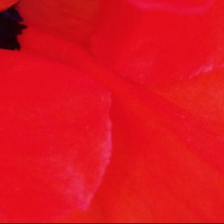 Логотип @traveling_world - СRYPT⭕️