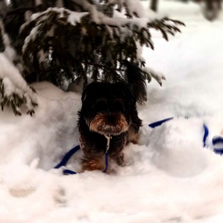 Логотип @treats_for_dogs - Моня как смысл жизни 🌎