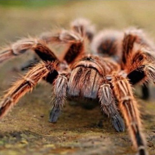 Логотип @tresh_ser - ТРЭШ СЭР