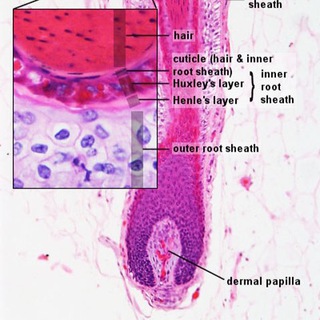 Логотип @trichologist_ru - ПРО ВОЛОСЫ трихолог Романова Юлия