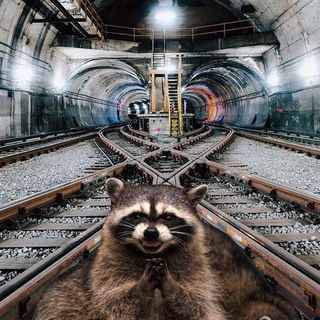 Логотип @trickyrails_chat - Коварный чат 🦝