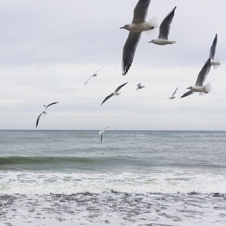 Логотип @trip_kld - Открывая Кенигсберг