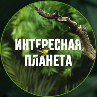 Логотип @tripdiarytg - Интересная планета