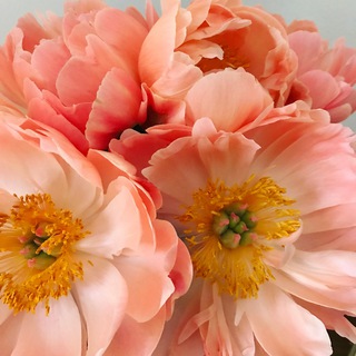 Логотип @trischme - Trisch about life