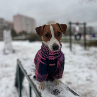 Логотип @trishaaaaacb - Aggrᴇssivᴇ. Trishᴀ🐞