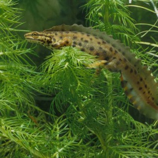 Логотип @tritonns - ТРИТОНН