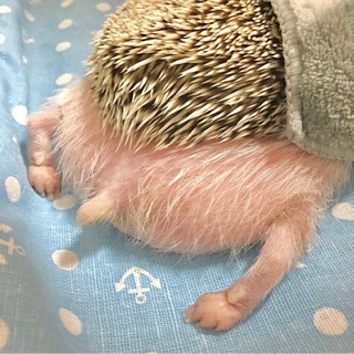 Логотип @trolliichat - Долина троллей