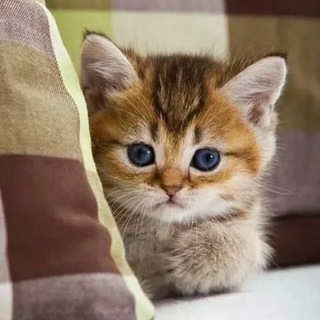 Логотип @tropyninakotiki - ❤️котики 🐈