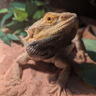 Логотип @trsch - Темпаче!