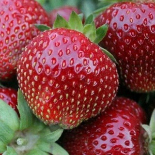 Логотип @trvu45ty - Саженцы плодовых и декоративных культур