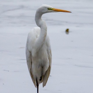 Логотип @tsaplinigor - Tsaplin