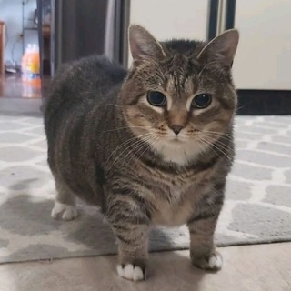 Логотип @tsunaminewera - ❄TSUNAMI DEAD |SkyNep Cheats❄