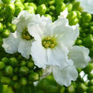 Логотип @tsvetok_khrena - Цветок хрена