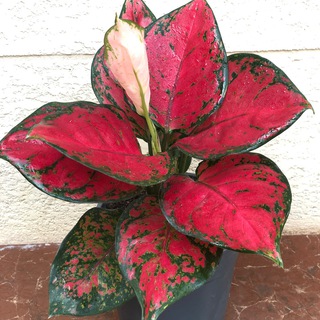 Логотип @tsvety_liki - Цветы Лики 💐 🌷 🌹