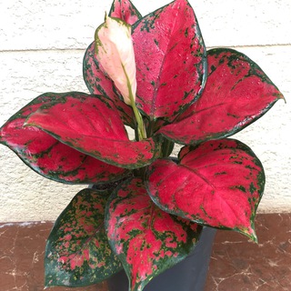 Логотип @tsvetyliki - Цветы Лики