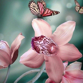 Логотип @tsweto4kichat - Цветочки: об орхидеях и не только🌺