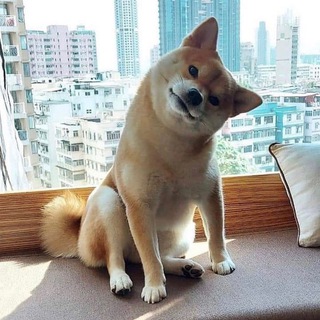 Логотип @ttcrypto_community - Новости мем токенов 💰🐕