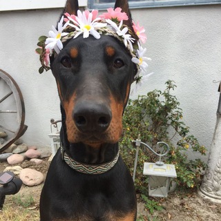 Логотип @tthhaauu - thhauu.