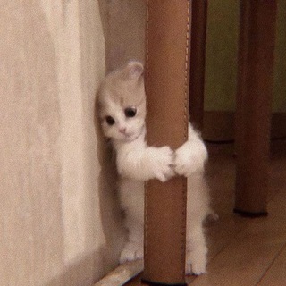 Логотип @tttt22154 - 🖤Нарезки🌿