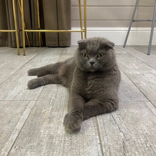 Логотип @ttttt5689 - хайп