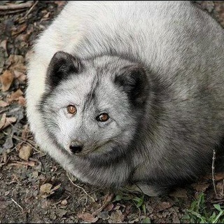 Логотип @tu_aimes_les_gens - Тебе нравятся люди?