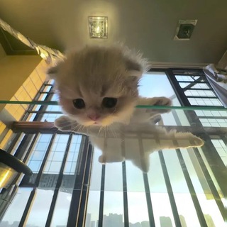 Логотип @tuipon - крис🐚