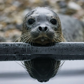 Логотип @tulandvsevse - Тюленятник и все-все-все