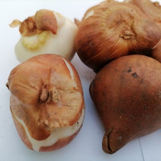 Логотип @tulip_opt_1 - tulip_opt_