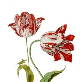 Логотип @tulpanomania - 🌷ТЮЛЬПАНОМАНИЯ!