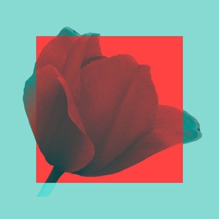 Логотип @tulpsred - тюльпаны сегодня красные🌺