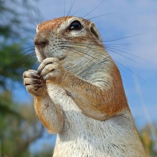 Логотип @turbo_suslik_ru - Система Турбо-Суслик