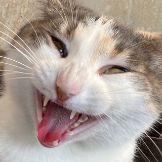 Логотип @tutaritatu - Опера, не прорываемся