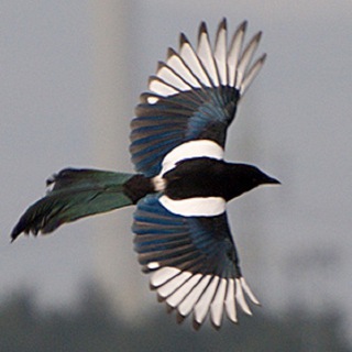 Логотип @tutsorokanahvoste - ТутСорокаНаХвосте