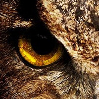 Логотип @tvchgk - Что? Где? Когда?