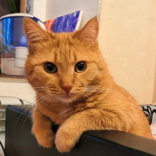 Логотип @tvoiikiski - Киски