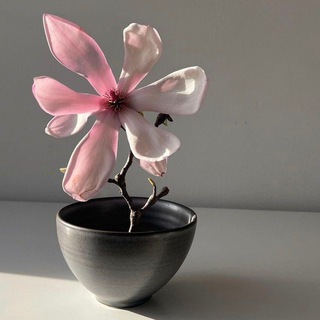 Логотип @tvoimir_deistvui - ВАША МОТИВАЦИЯ