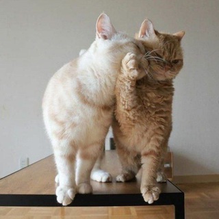 Логотип @tvoistorisuu - Чатик🌿