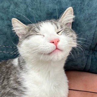 Логотип @tvorcheskie - Творческие Инвестиции 🌳