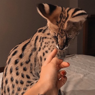 Логотип @tvoy_garfield - Garfield💔🐆
