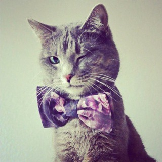 Логотип @tvoy_kotofei - Твой котъ