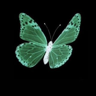 Логотип @tvoyapsihushka - чатик бабочек🧚‍♀️