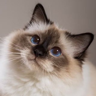 Логотип @tvoyznaklove - 🌸 твой знак