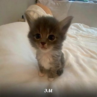 Логотип @twlelu - лелушатник Chat