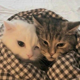 Логотип @tworomm - TWO // ПАРНЫЕ : АВЫ, ОБОИ, ФОНЫ, СТАТУСЫ