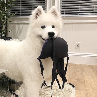 Логотип @twosisterscloset - ﾟ+:✿｡₊˚ ꕤ 两姐妹’𝐬 𝐂𝐋𝐎𝐒𝐄𝐓 ꕤ ₊˚+:✿｡