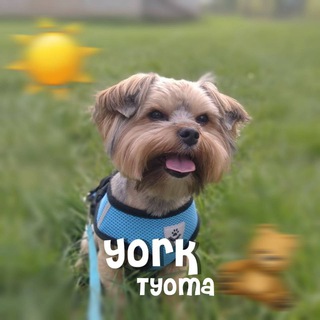 Логотип @tyomazkayork - 𝗬𝗼𝗿𝗸.𝗧𝘆𝗼𝗺𝗮