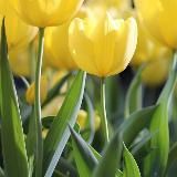 Логотип @tyulpan_boutique - Uzum_marketplace_