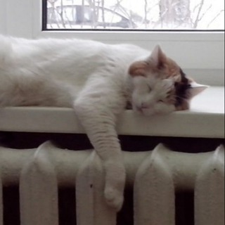 Логотип @tyumsmu_patfizo - Патофизиология.