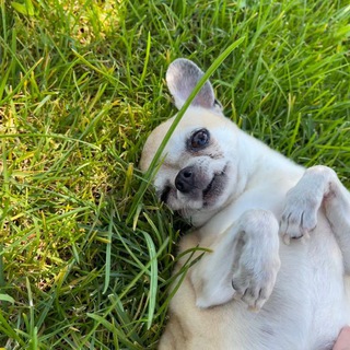 Логотип @tyurinaz - Bella and bonu💓